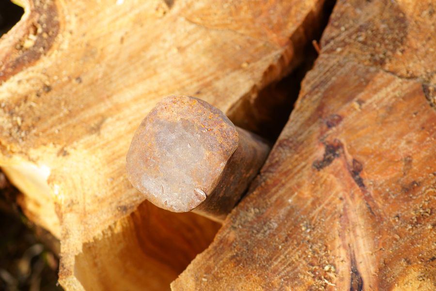 Splitting wedge in the midst of tree trunk