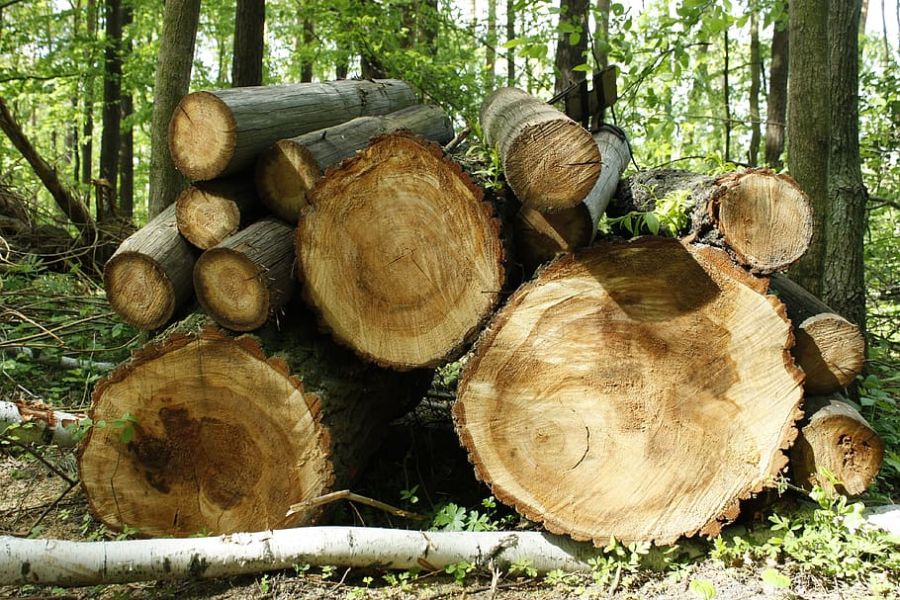 Stack of fresh cut firewood or green wood