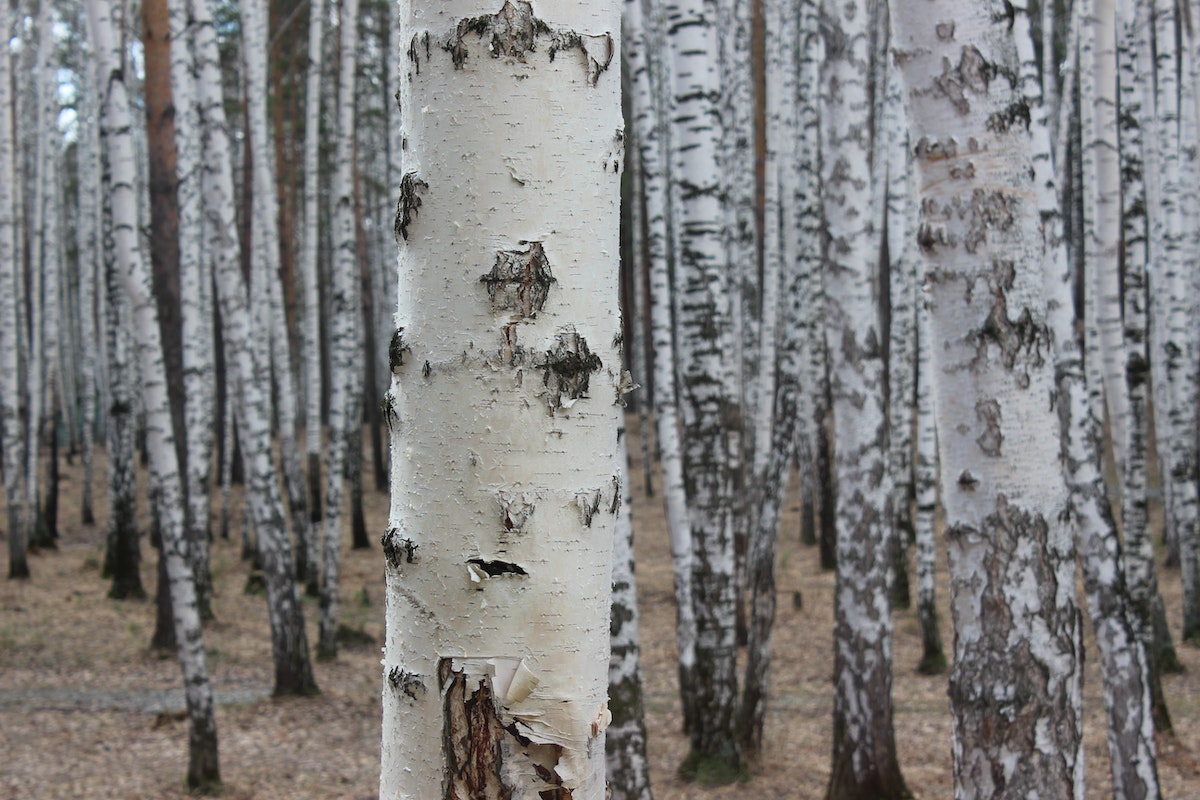 Is Birch Good for Firewood