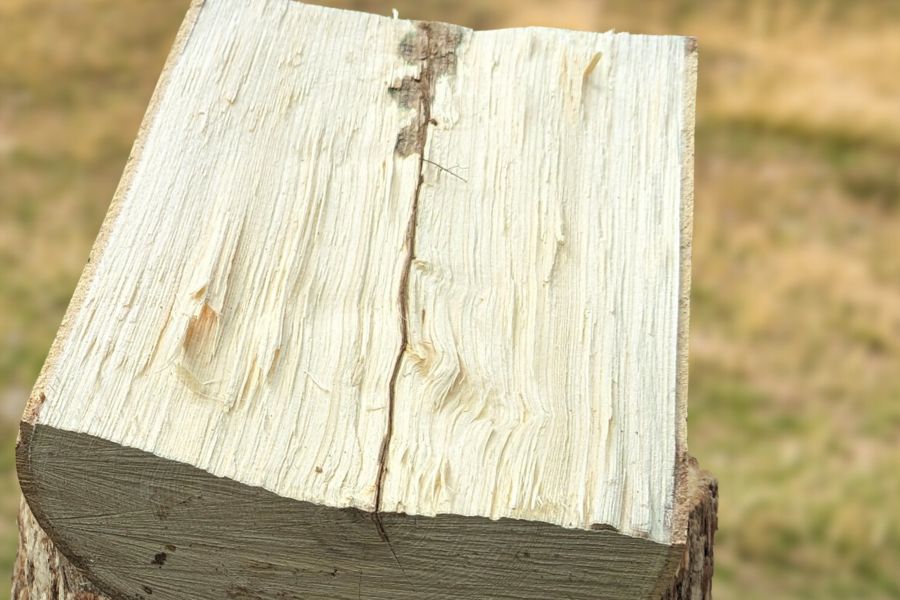 Close up chopped hackberry firewood log