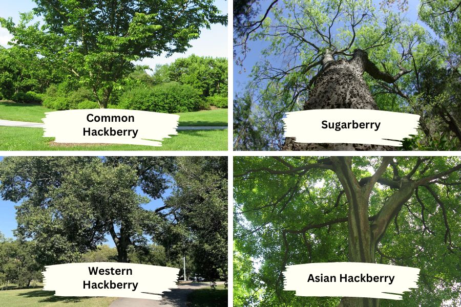 Common Varieties of Hackberry Used for Firewood