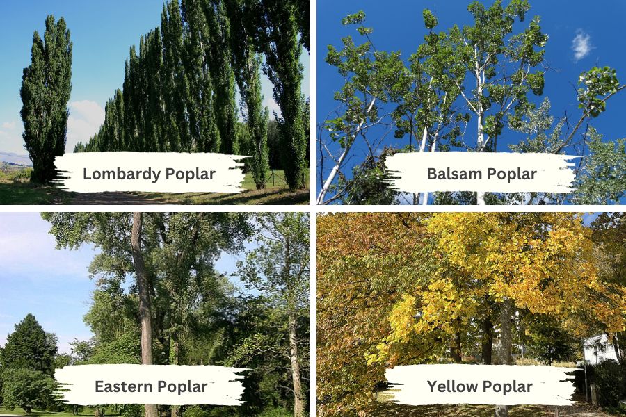 Common Varieties of Poplar Trees Used for Firewood
